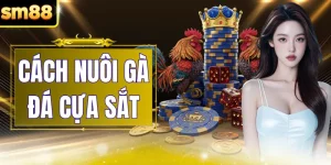 Cách Nuôi Gà Đá Cựa Sắt - 5 Kỹ Thuật Luyện Tập Chuẩn