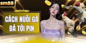 Cách Nuôi Gà Đá Tới Pin - Hướng Dẫn 3 Chế Độ Ăn Chuẩn