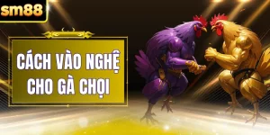 Cách Vào Nghệ Cho Gà Chọi - 3 Kỹ Thuật Chăm Sóc Chuẩn