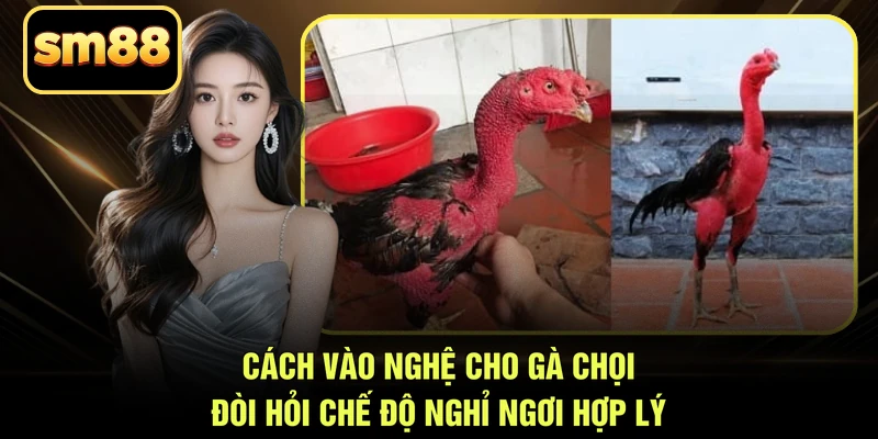 Cách vào nghệ cho gà chọi đòi hỏi chế độ nghỉ ngơi hợp lý