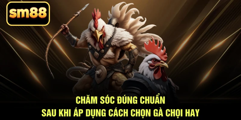 Chăm sóc đúng chuẩn sau khi áp dụng cách chọn gà chọi hay