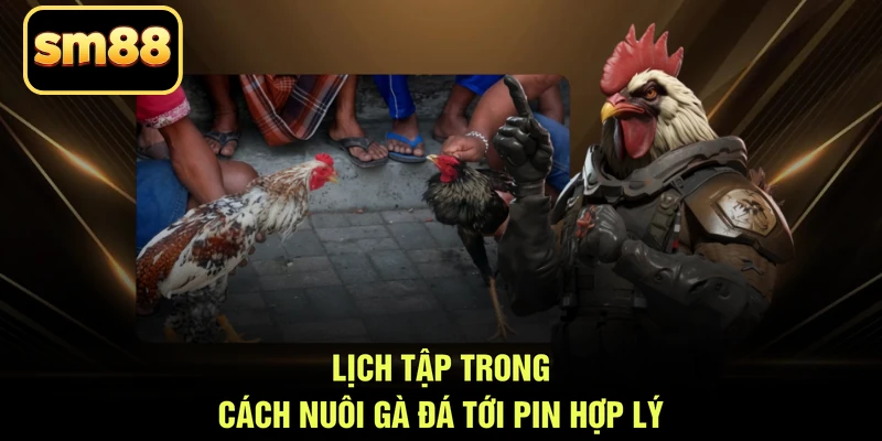 Lịch tập trong cách nuôi gà đá tới pin hợp lý