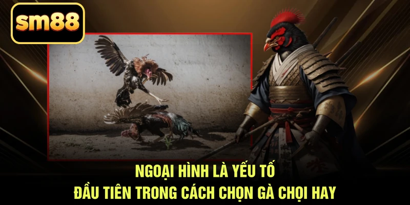 Ngoại hình là yếu tố đầu tiên trong cách chọn gà chọi hay