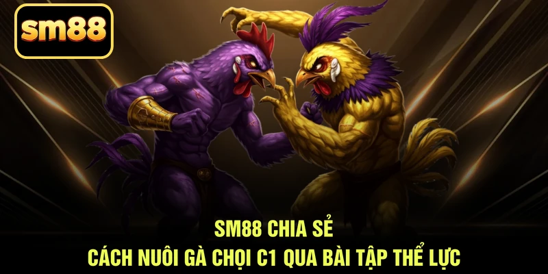 SM88 chia sẻ cách nuôi gà chọi C1 qua bài tập thể lực