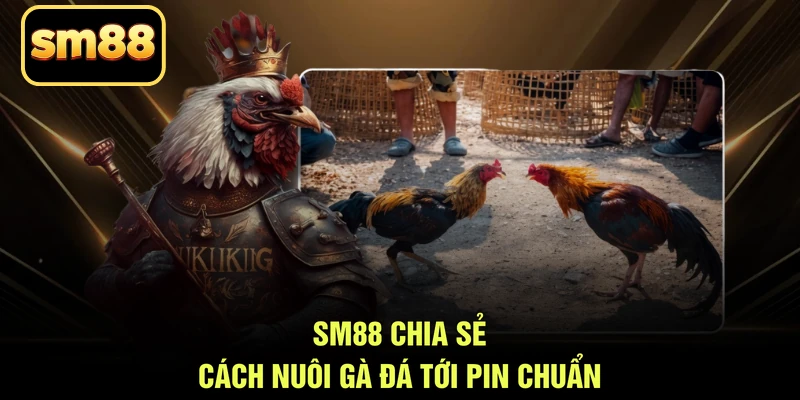 SM88 chia sẻ cách nuôi gà đá tới pin chuẩn