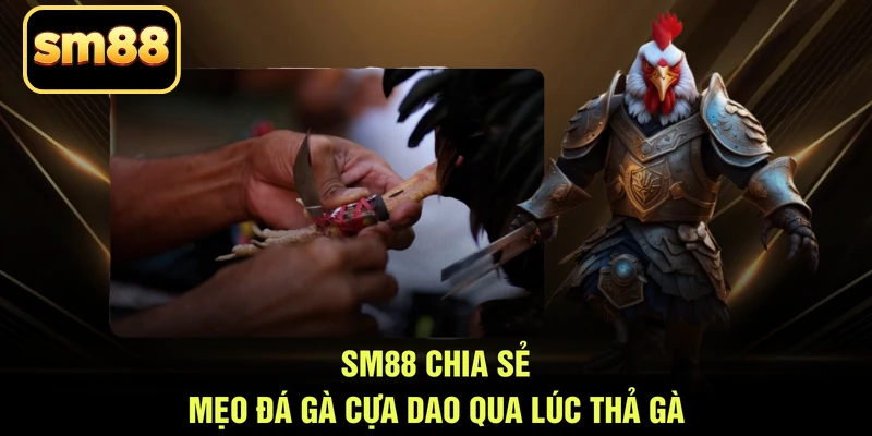 SM88 chia sẻ mẹo đá gà cựa dao qua lúc thả gà