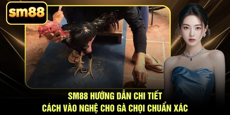 SM88 hướng dẫn chi tiết cách vào nghệ cho gà chọi chuẩn xác
