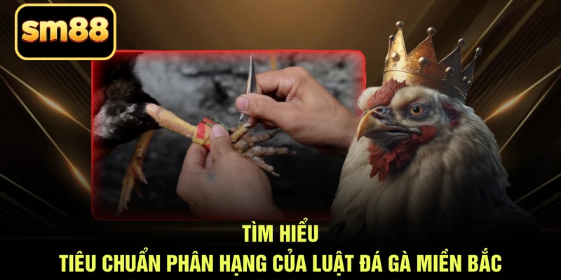 Tìm hiểu tiêu chuẩn phân hạng của luật đá gà miền Bắc